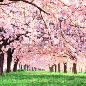 鎌倉でお花見するならここ！家族連れからカップルまでおすすめ桜スポットご紹介！