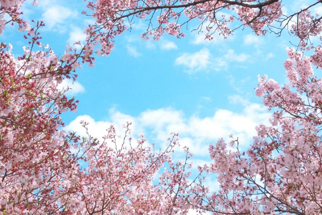 こども自然公園　桜