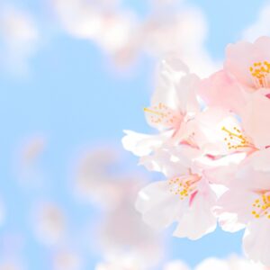 横浜でお花見するならここ！家族連れからカップルまでおすすめ桜スポットご紹介！