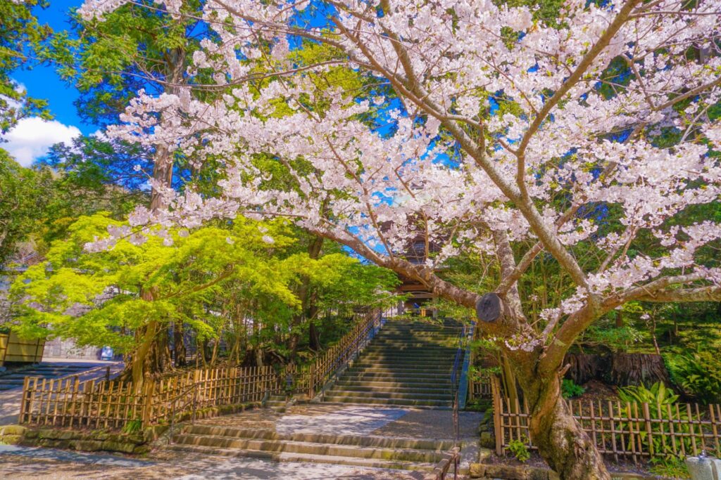 桜と階段