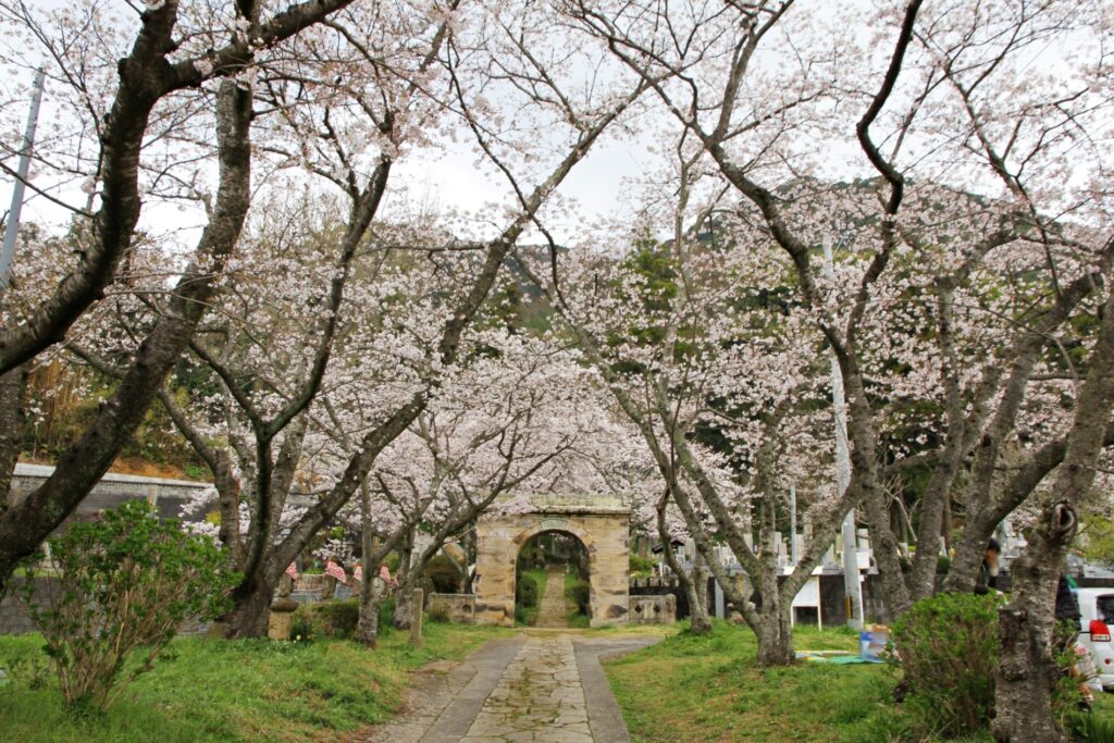 桜のトンネル木枯らし